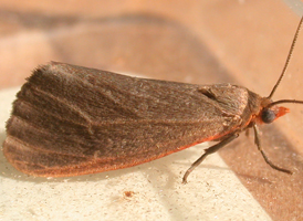 Tawny Virbia